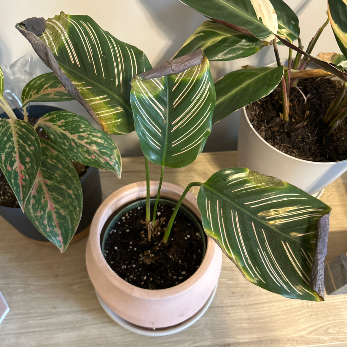 Pinstripe Calathea plant in a pot with some browning on the leaf edges.