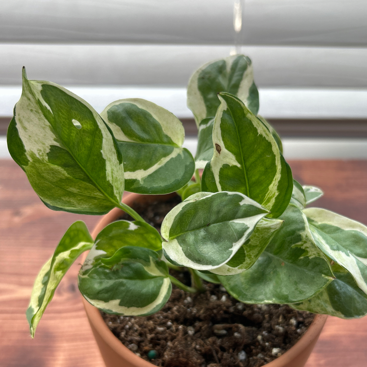 Pothos N' Joy plant in a pot with variegated green and white leaves, small brown spot on one leaf.