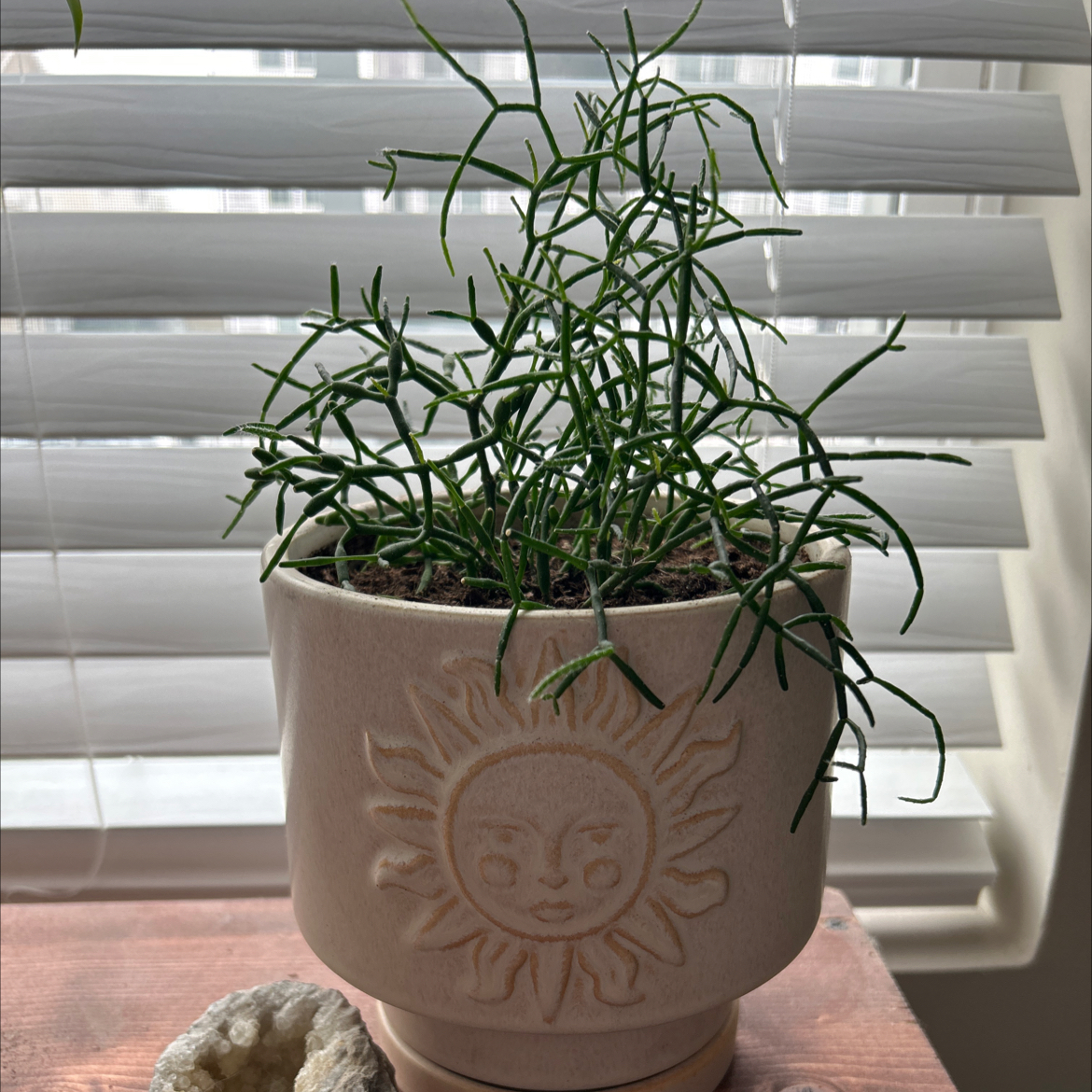 Potted Dancing Bones plant in a decorative pot with a sun motif, placed on a wooden surface.