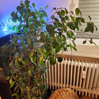 Ficus Ginseng plant in Berlin, Germany