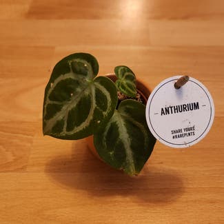 Velvet Cardboard Anthurium plant in Berlin, Germany