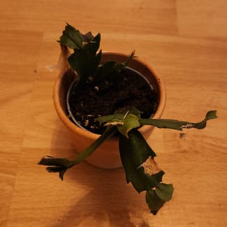 False Christmas Cactus plant in Berlin, Germany