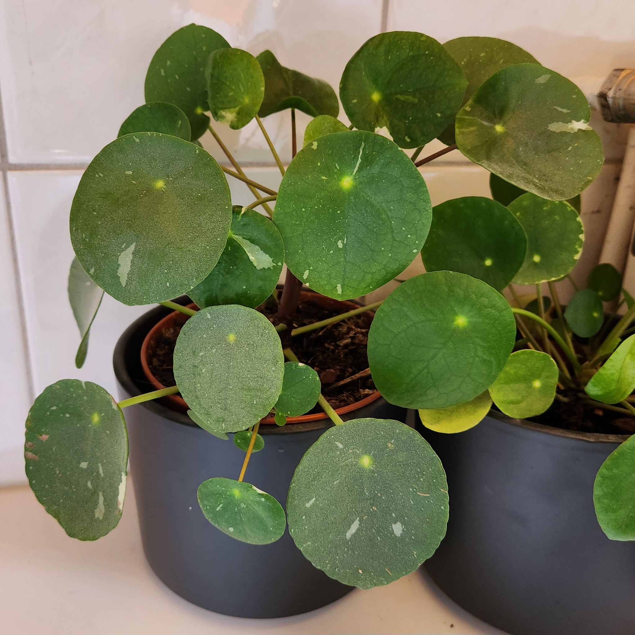 Photo of the plant species Pilea Splash by @Jess2023 named Pilea peperomiodes 'White Splash' on Greg, the plant care app