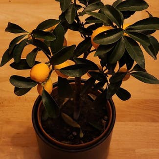 Oval kumquat plant in Berlin, Germany