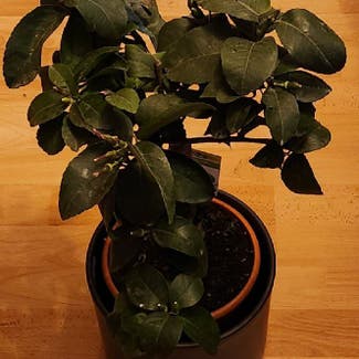 Persian Lime plant in Berlin, Germany