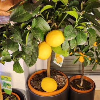 Meyer Lemon Tree plant in Berlin, Germany