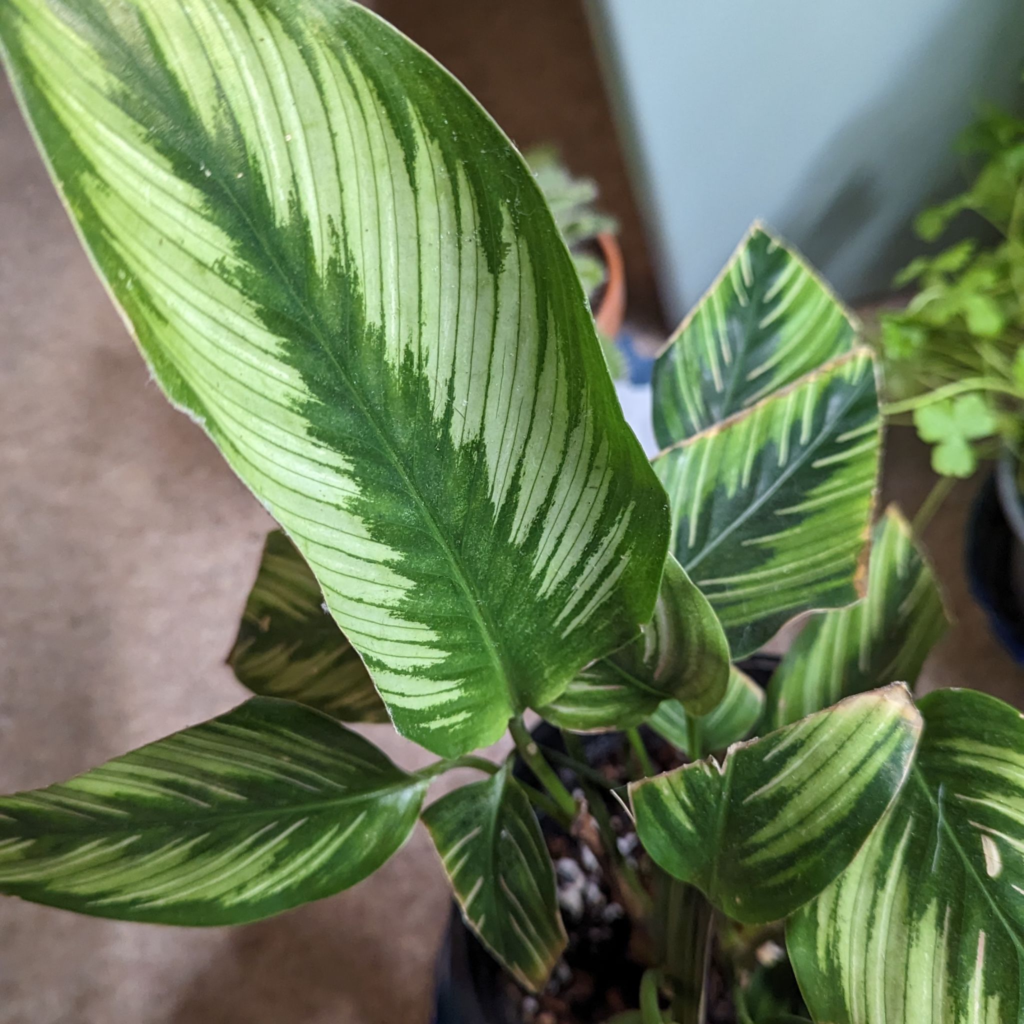 Goeppertia majestica plant with green and white striped leaves, appears healthy.