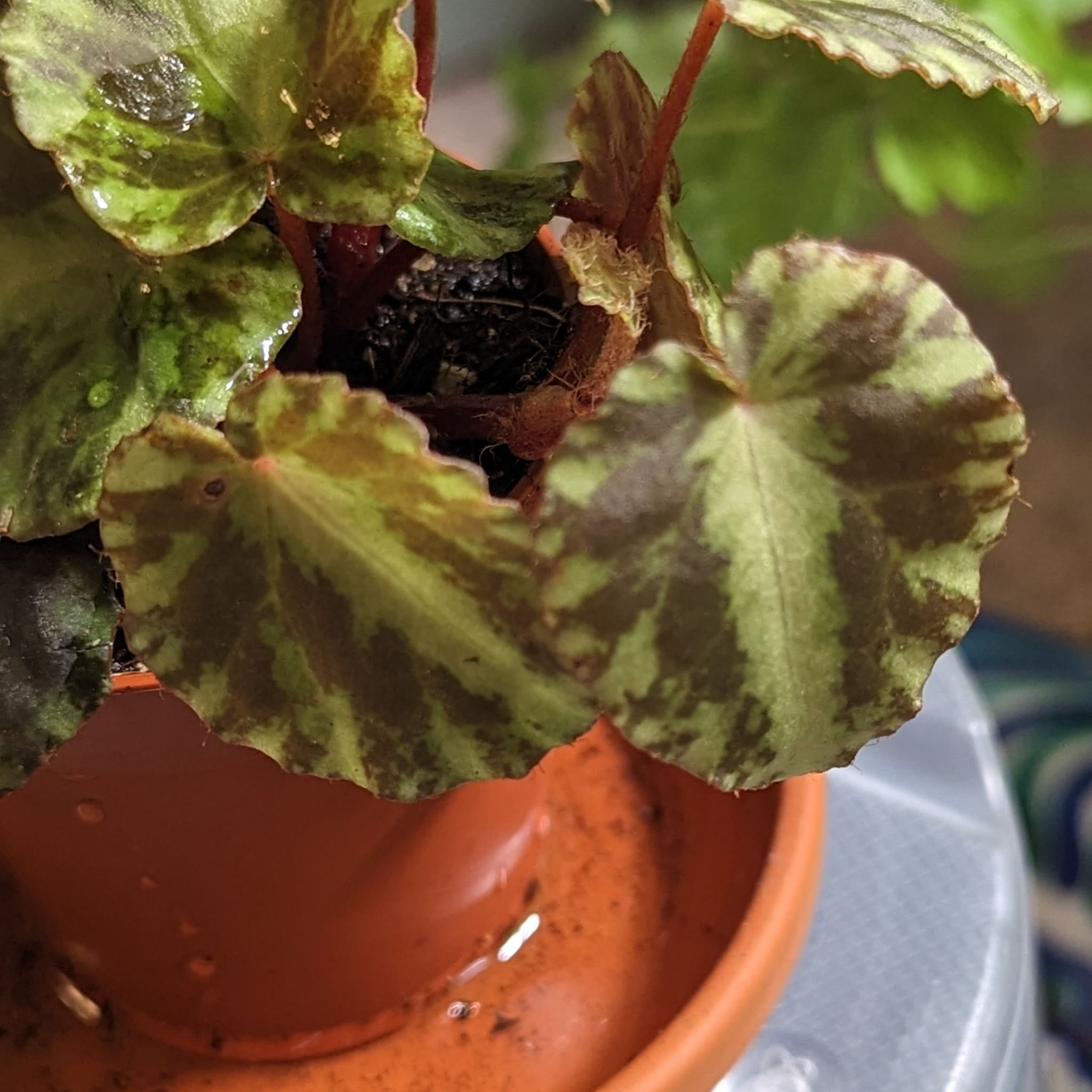 Photo of the plant species Maple leaf begonia by @LuxuryMint named Begonia cleopatrae GrowTropicals on Greg, the plant care app