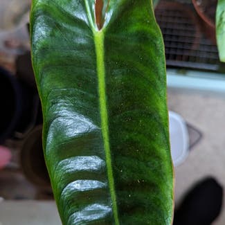 Philodendron billietiae plant in London, England
