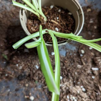 Spider Plant plant in London, England