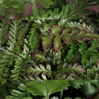 Mother Fern plant in London, England