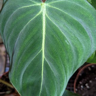 Philodendron gloriosum plant in London, England
