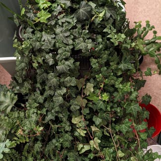 English Ivy plant in London, England