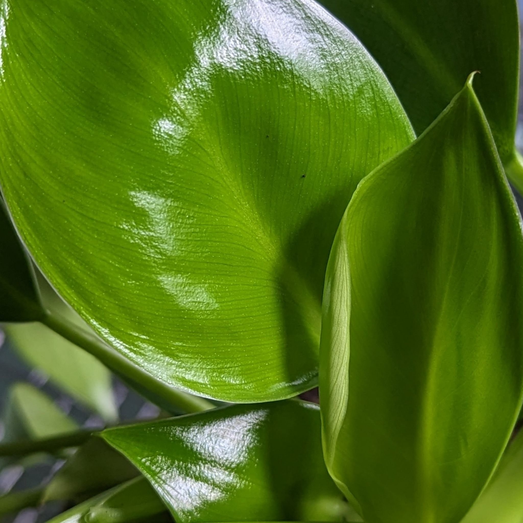 Close-up of a Green Princess plant with glossy, healthy green leaves.