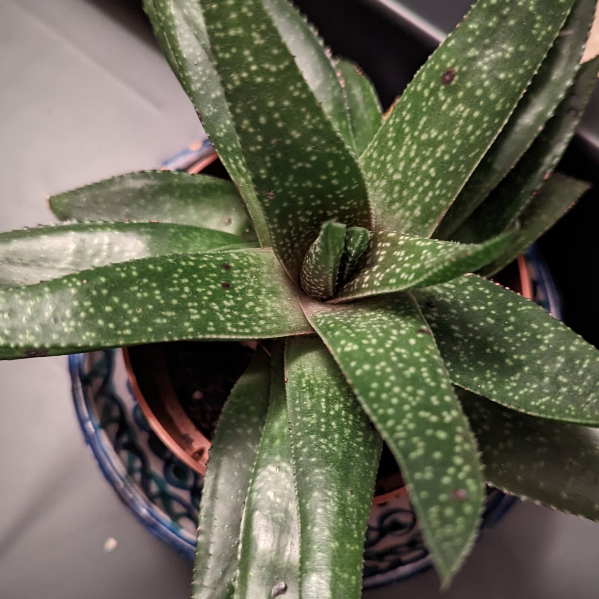 Photo of the plant species Gasteraloe 'Cosmo' by @LuxuryMint named Succulent Gasteraloe B&Q 2020 R on Greg, the plant care app