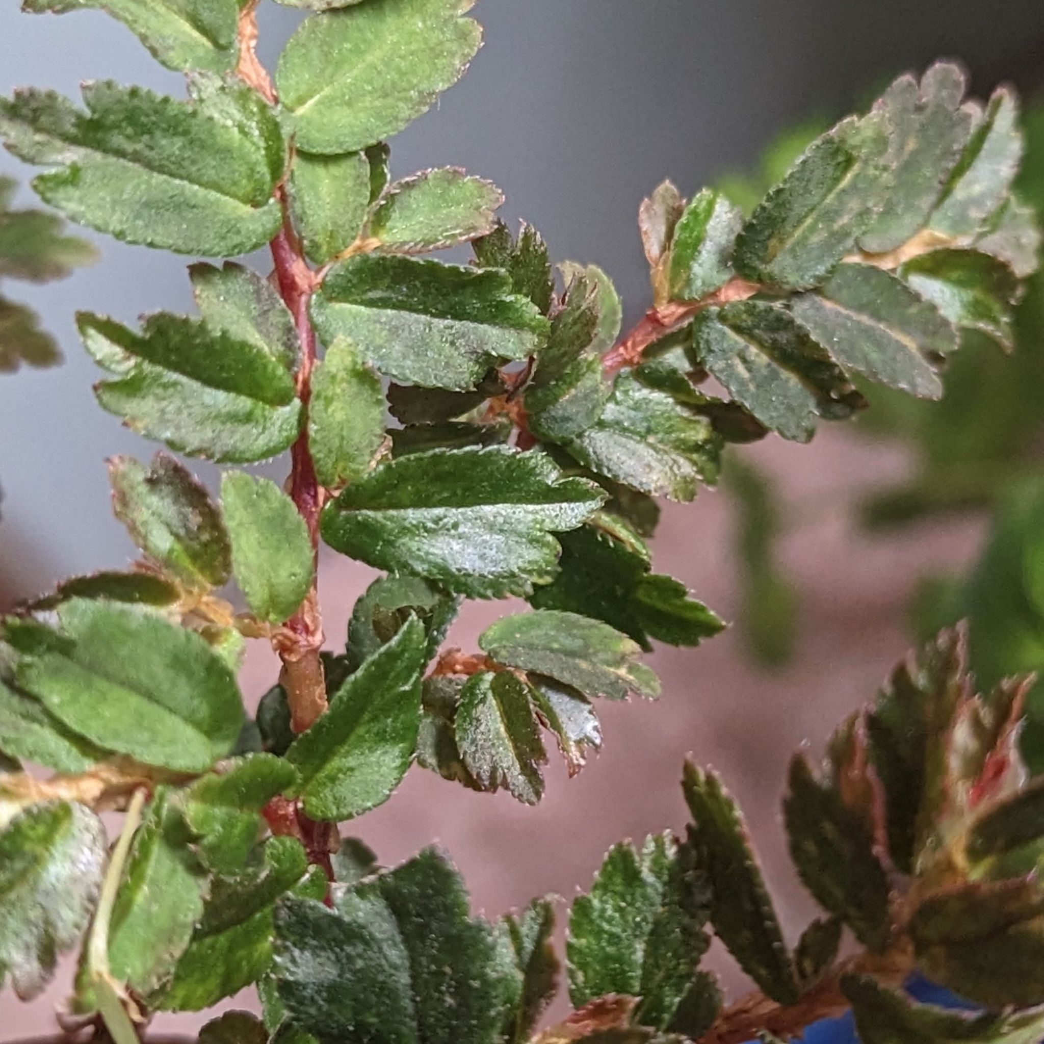 Photo of the plant species Begonia foliosa by @LuxuryMint named Begonia foliosa var miniata GrowTropicals on Greg, the plant care app