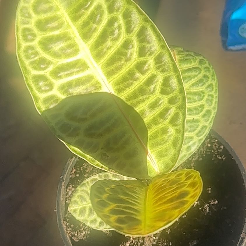 Photo of the plant species Labisia Turtle Back by @ChampDewberry named Aristotle on Greg, the plant care app
