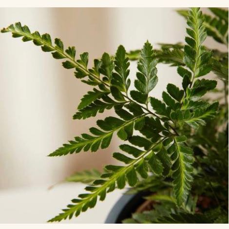 Photo of the plant species East Indian Holly Fern by @Thebeanlord named Jesinta on Greg, the plant care app