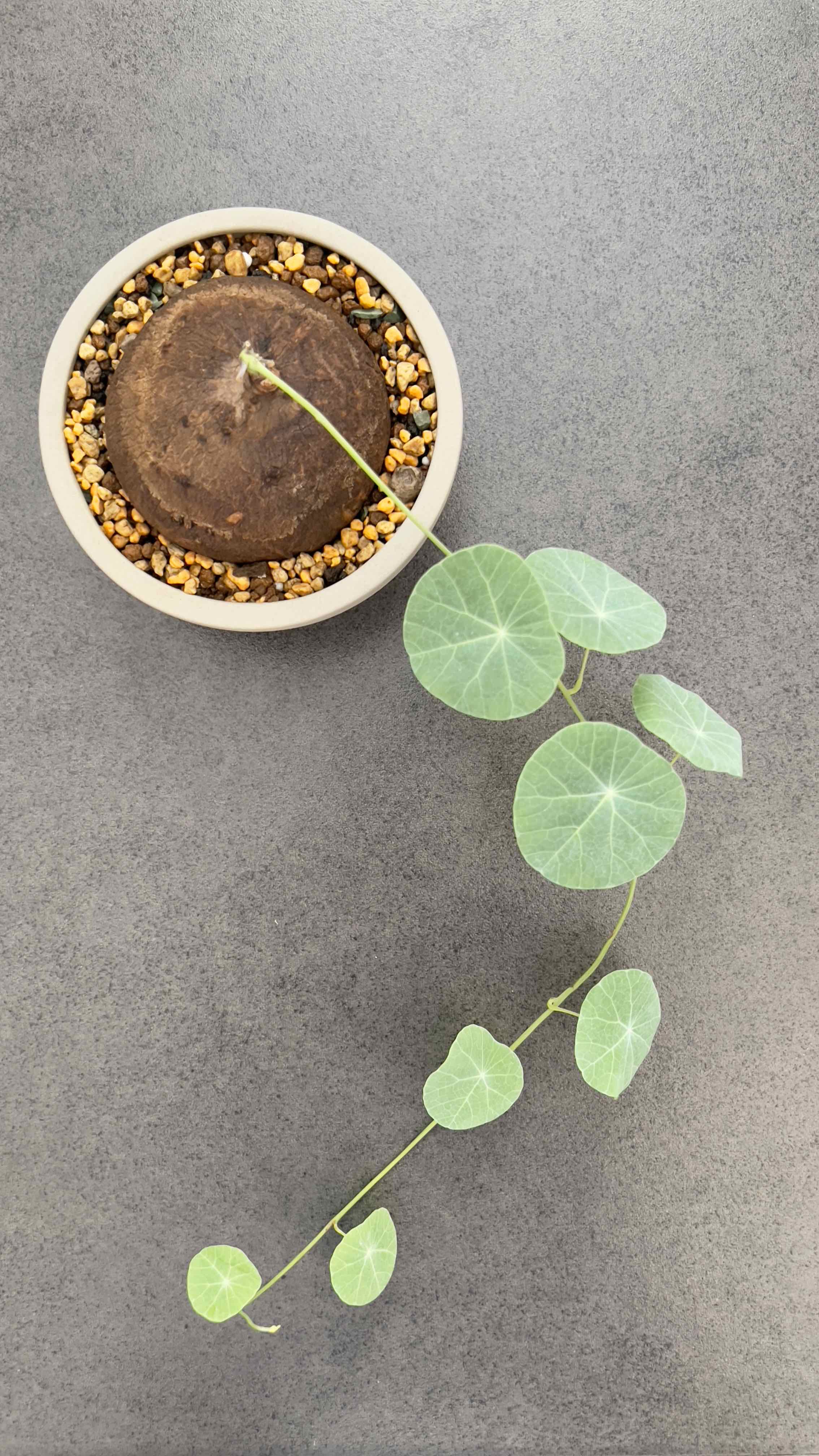 Plant care for Cissampelos glaberrima on Greg, the plant care app
