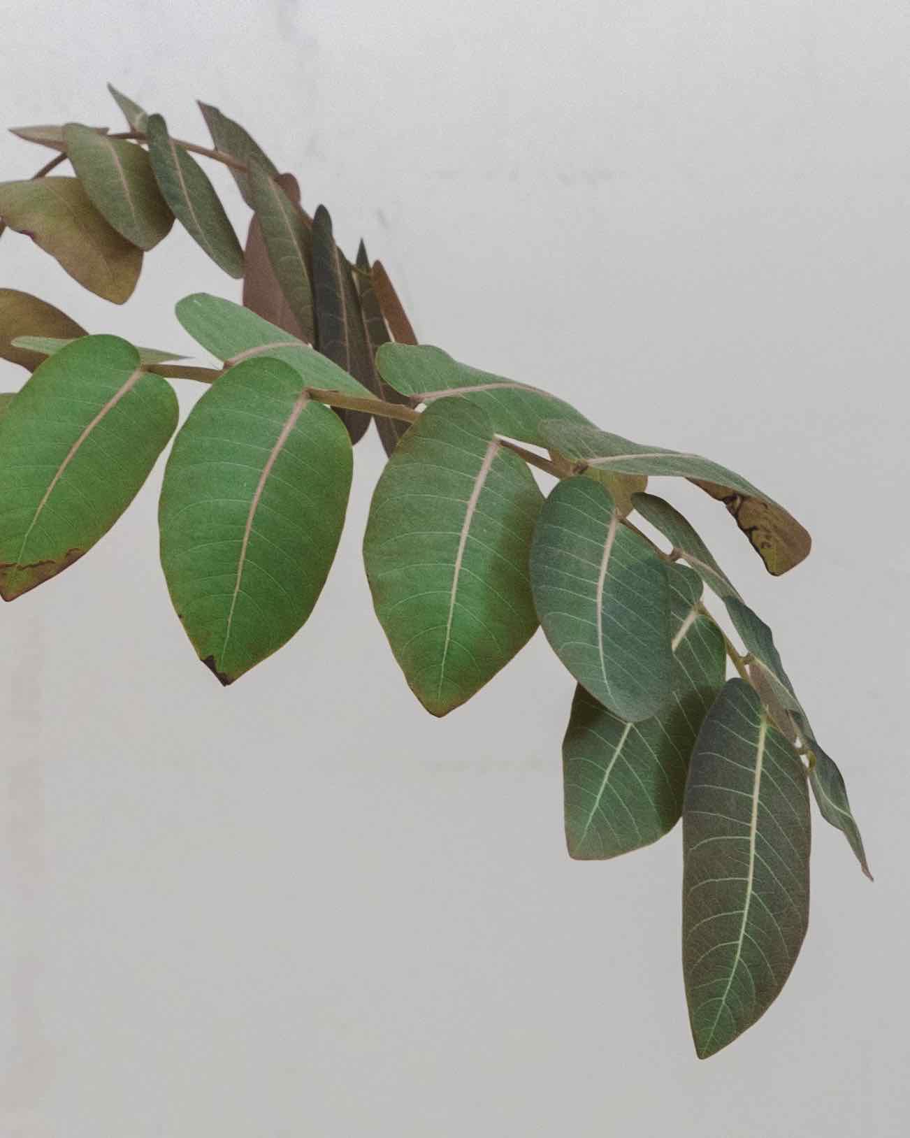 Branch of Phyllanthus mirabilis with green leaves, some browning at edges.