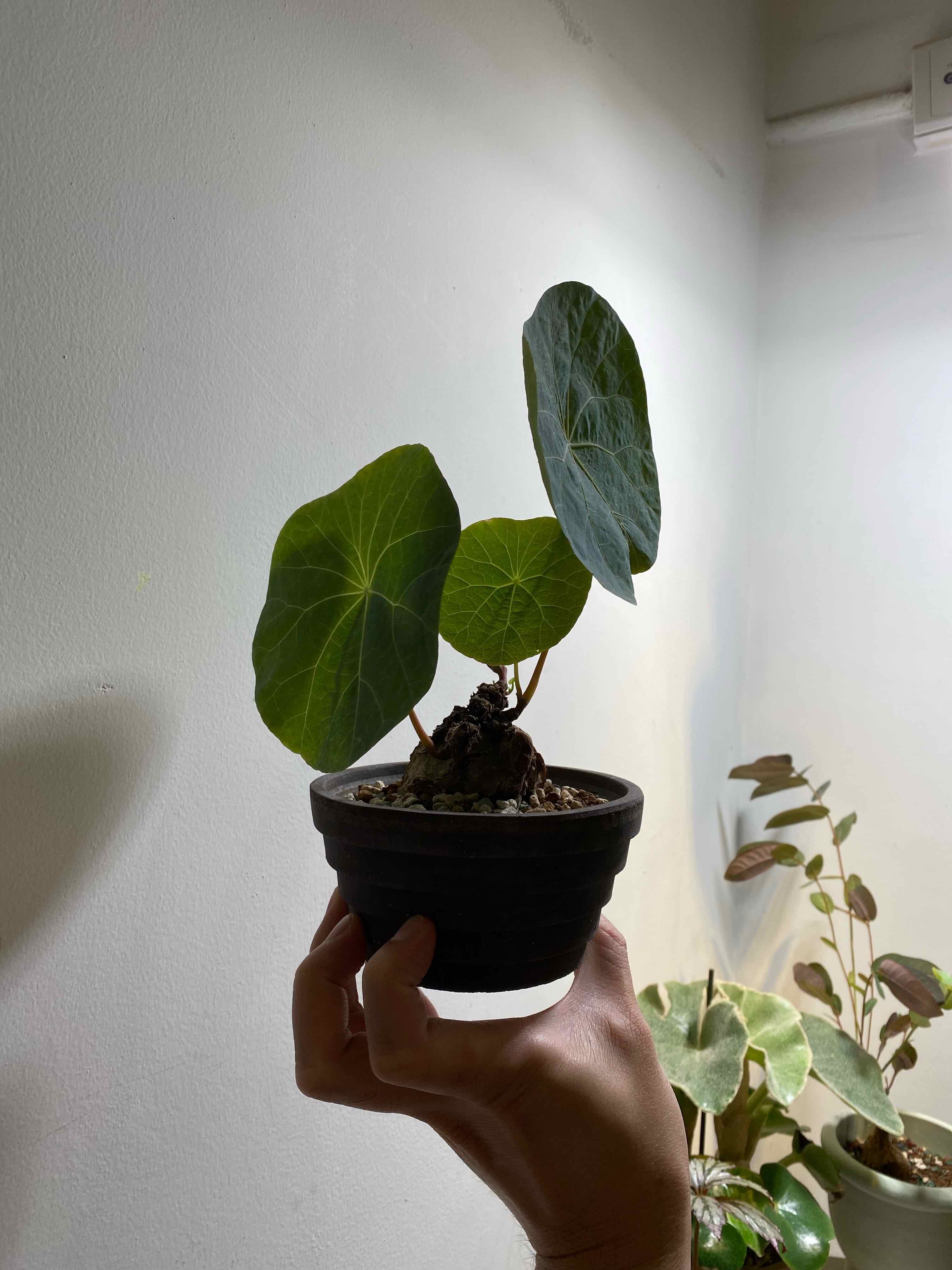 Plant care for Snake Vine on Greg, the plant care app