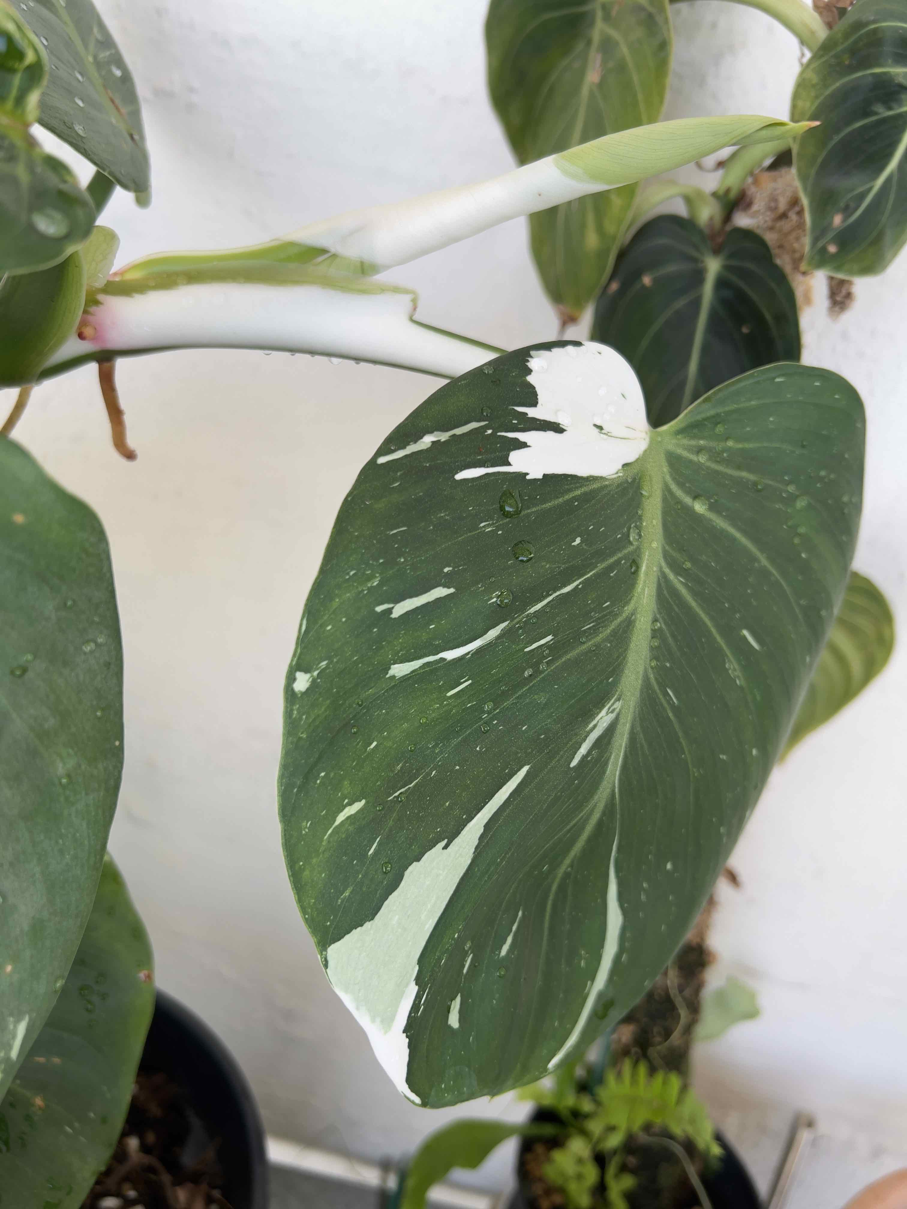 Plant care for Tropical Foliage on Greg, the plant care app