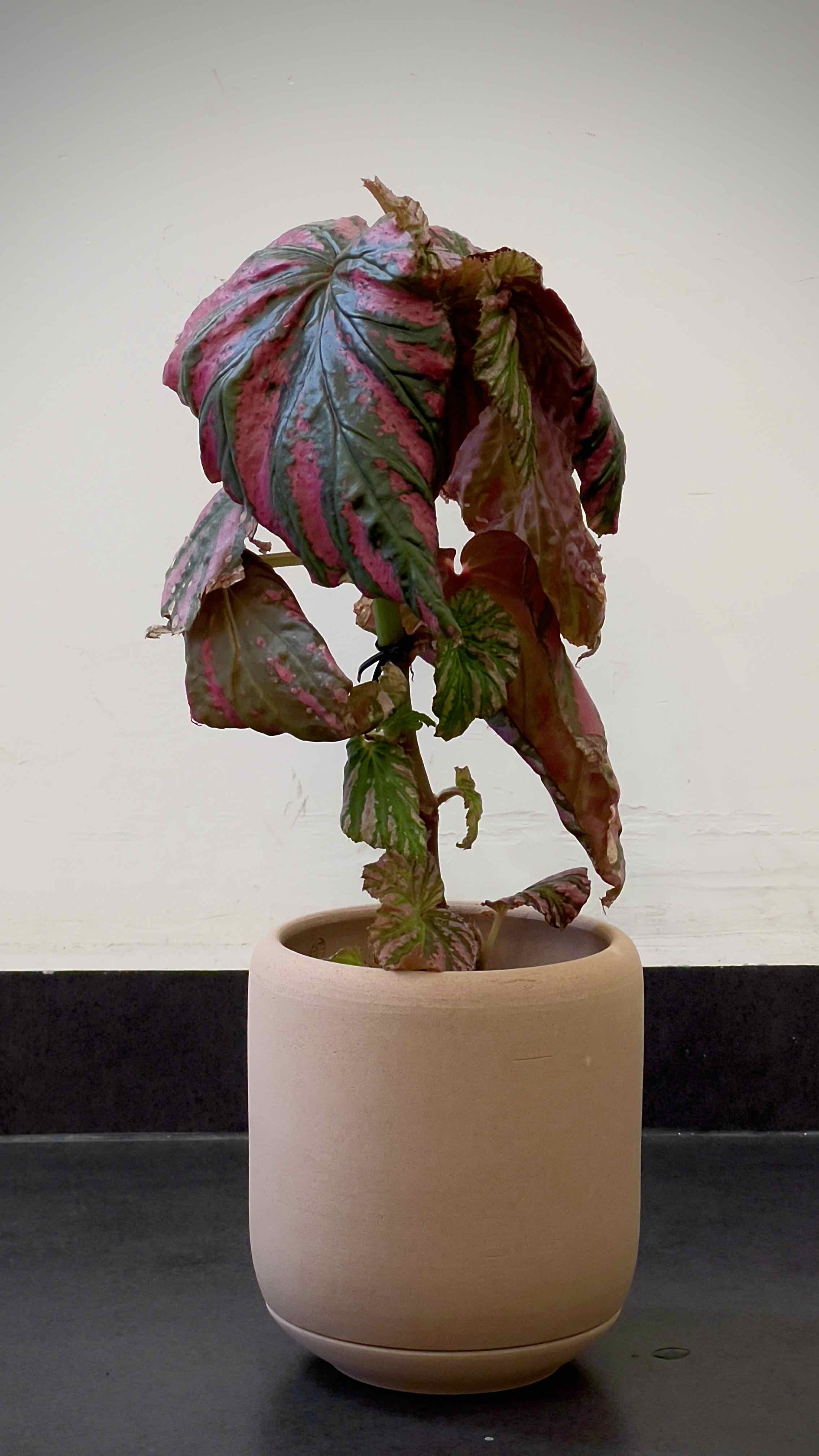 Potted Exotica Begonia plant with large, colorful leaves showing some browning and wilting.