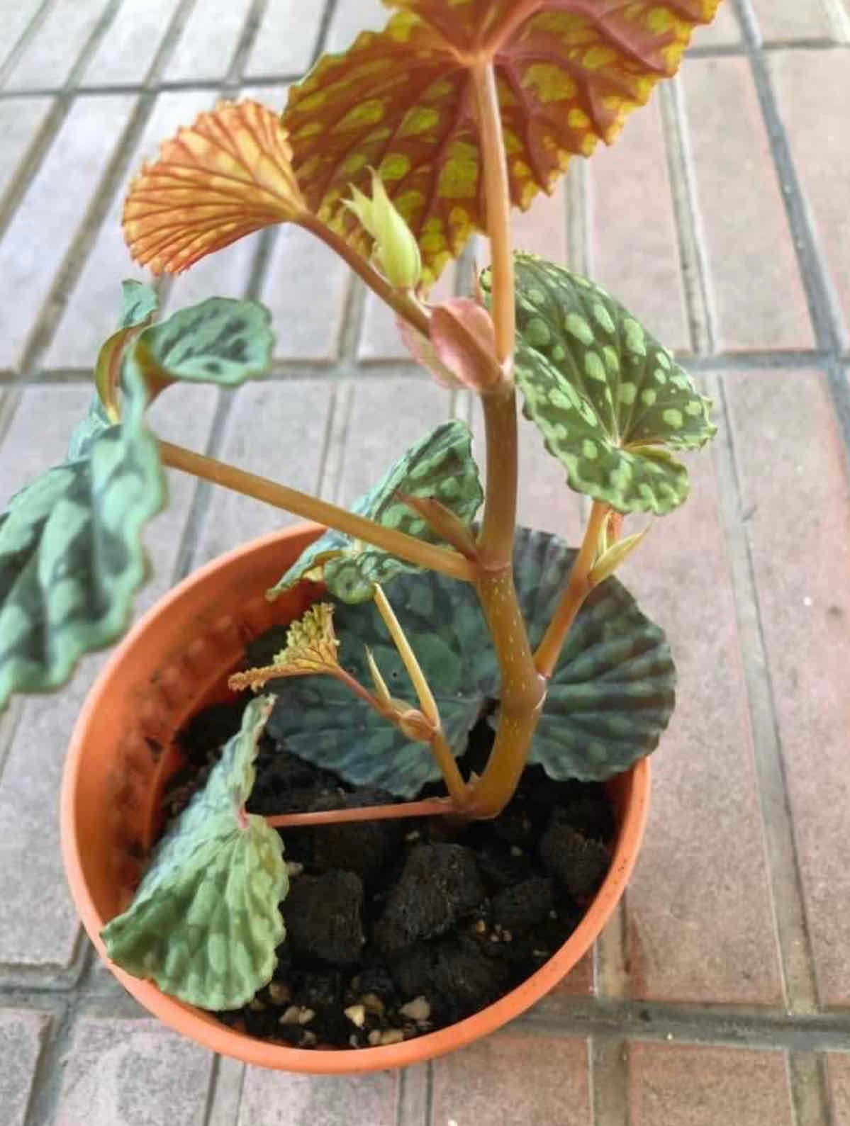 Personalized Begonia chlorosticta Care Water, Light, Nutrients Greg App