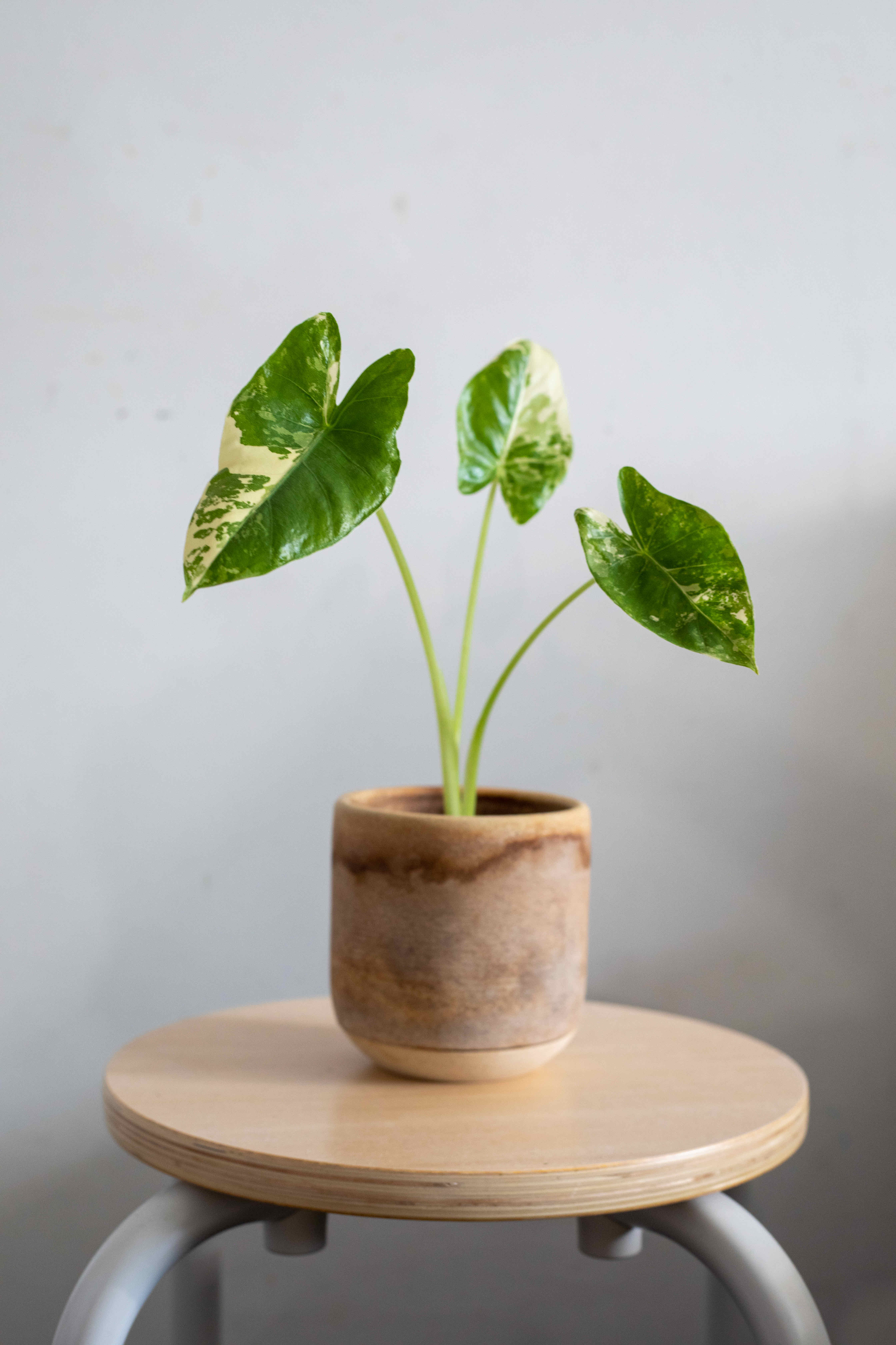 Variegated Alocasia plant in a pot on a stool with healthy green and white variegated leaves.