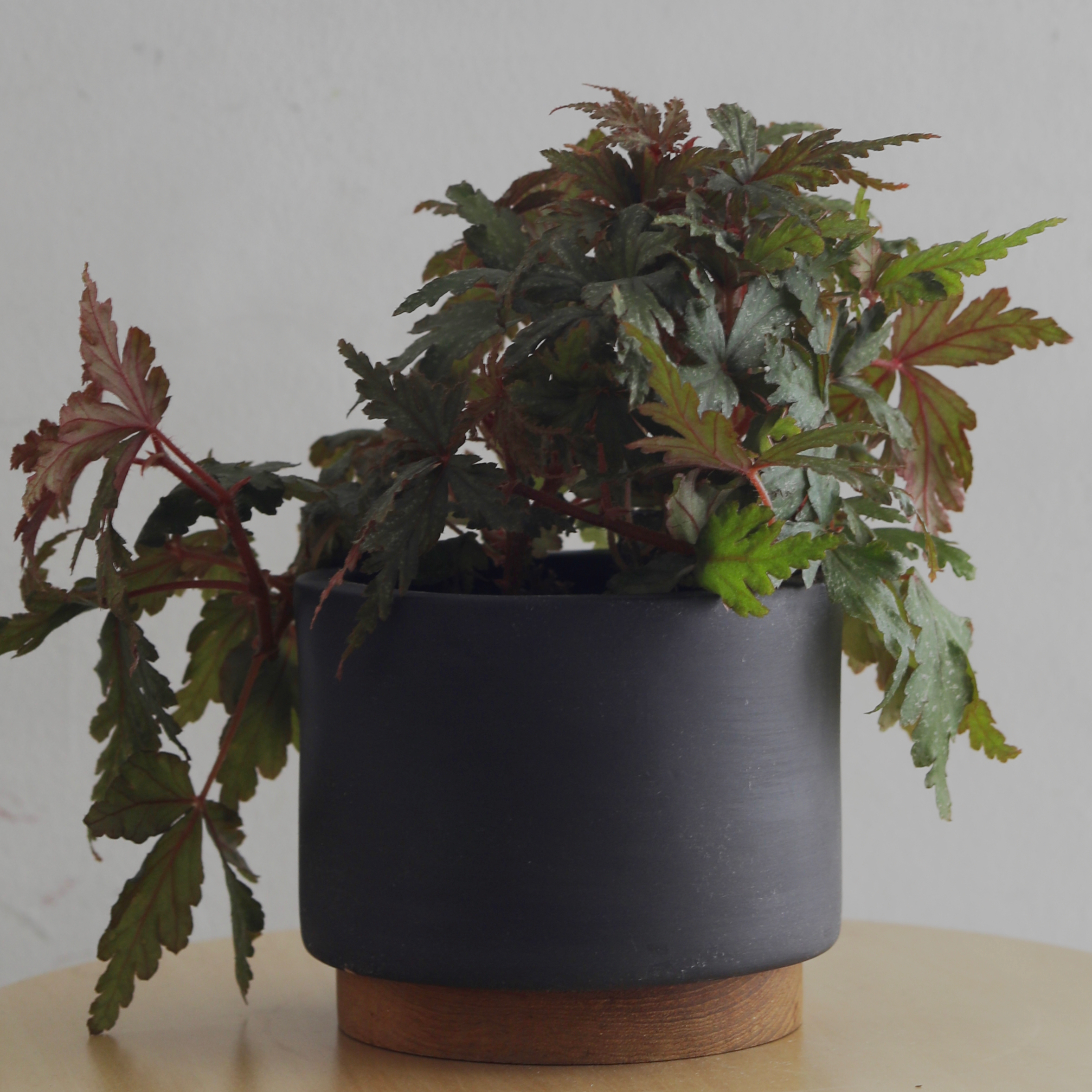 Photo of the plant species Polilleonsis x Rajah by @cjred named Poli on Greg, the plant care app