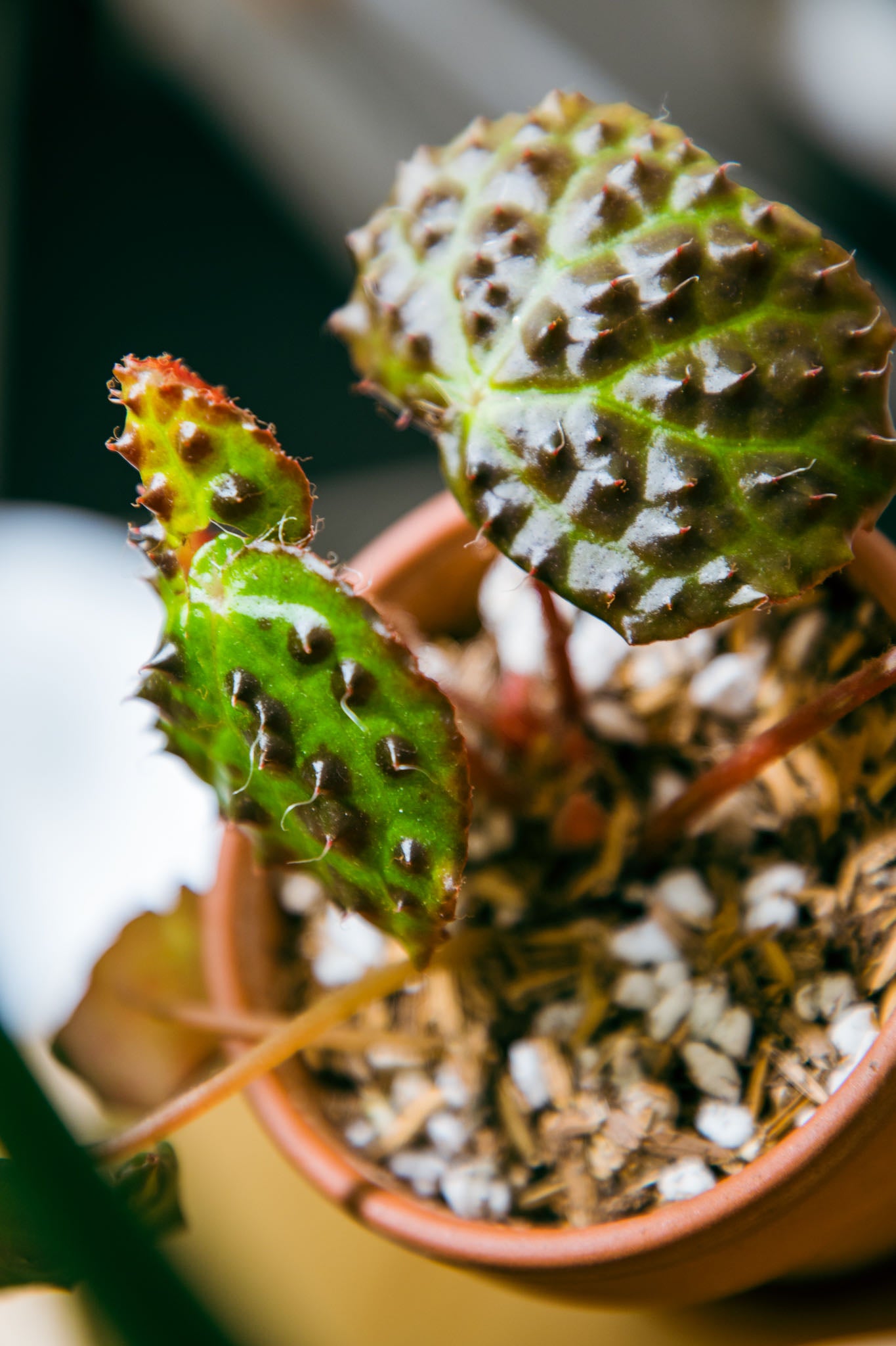 Begonia Melanobullata Plant Care Water, Light, Nutrients Greg App 🌱