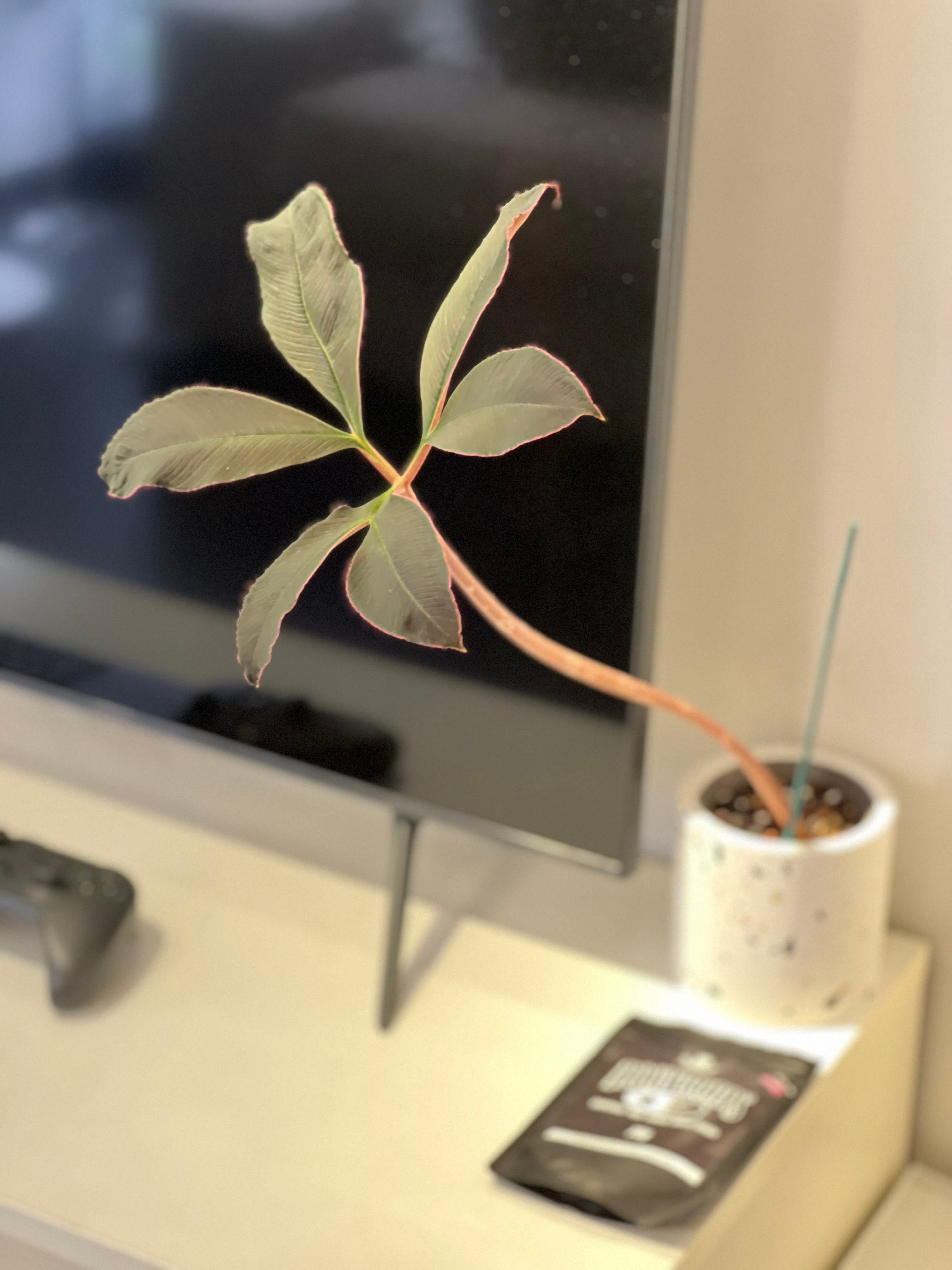 Maxwell's Corpse Flower How Much Water & Light Does it Need to Thrive?