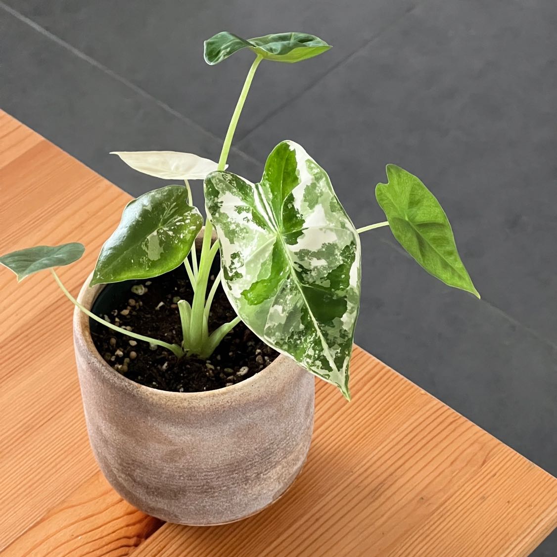 Variegated Alocasia frydek in a pot on a wooden surface, healthy with vibrant leaves.