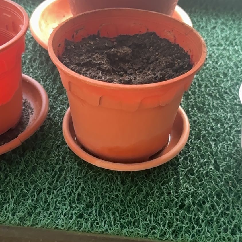 Photo of the plant species Lychee by Luhu oasis named Kylie on Greg, the plant care app