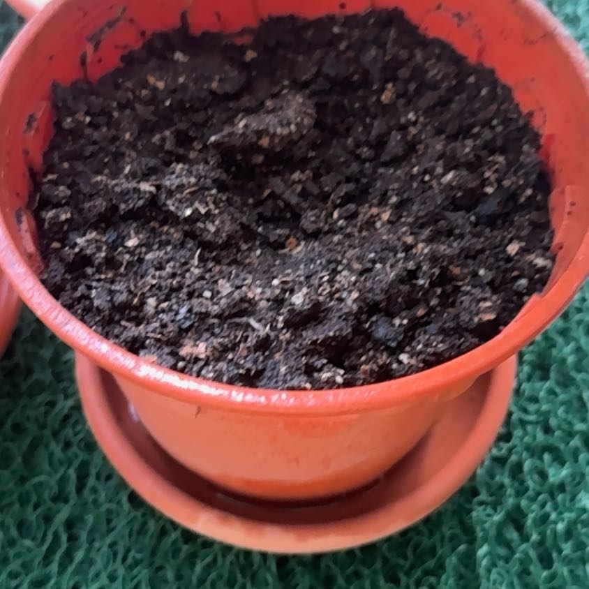 Photo of the plant species Lychee by Luhu oasis named Lychee on Greg, the plant care app