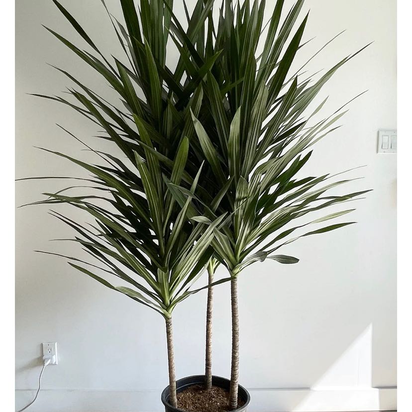 Dracaena 'Tarzan' uploaded to the Greg plant app by @GreenBlackTan