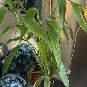 Photo of the plant species bamboo by @LivelyYuzu named Nithin on Greg, the plant care app