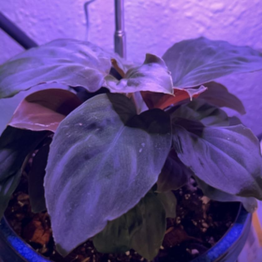 Photo of the plant species Homalomena 'Red Velvet' by @BackupChards named Velvet Elvis on Greg, the plant care app