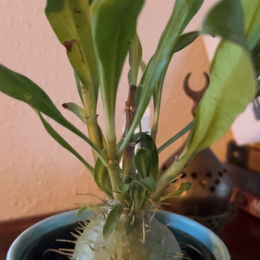 Photo of the plant species ant plant by @BackupChards named Antie on Greg, the plant care app