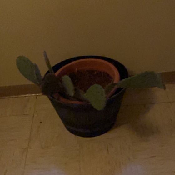 Photo of the plant species Cactus Orchid by @DeanBilberry named Ronaldo on Greg, the plant care app