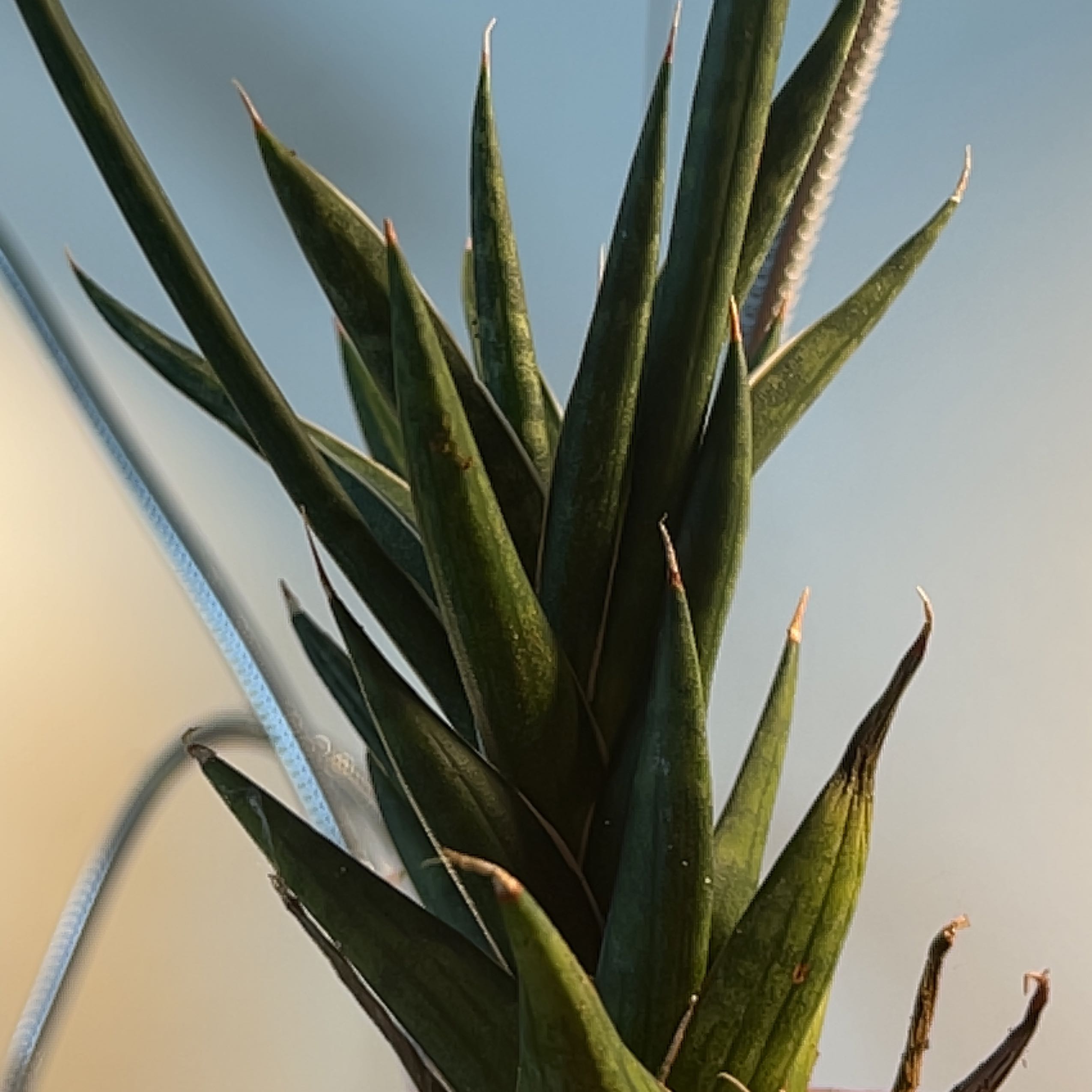 Close-up of a healthy Sansevieria francisii plant with green leaves.