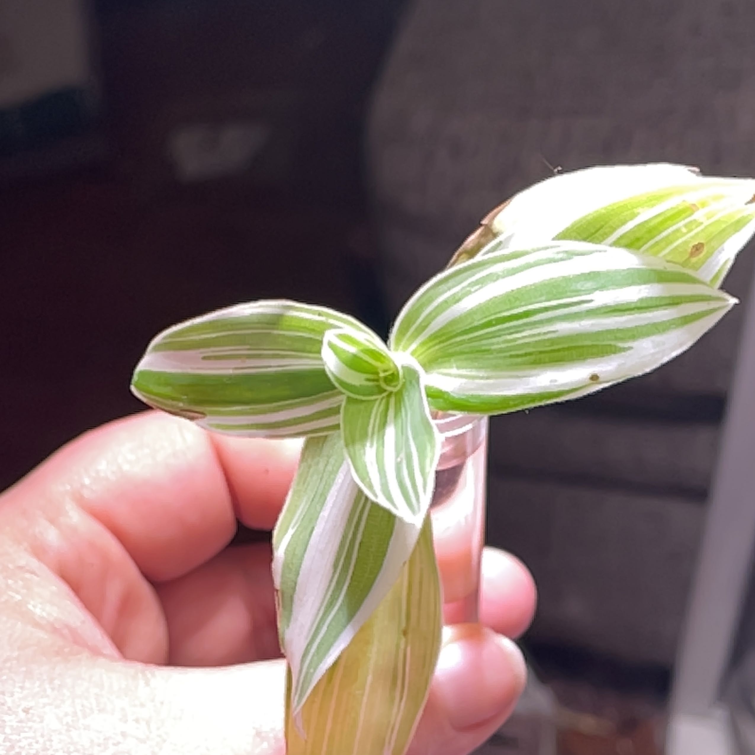 Tradescantia albiflora 'Albovittata' plant with variegated leaves held by a hand.