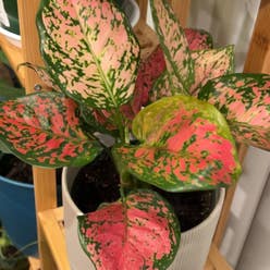 Aglaonema 'Pink Splash' plant