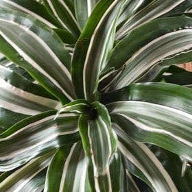 Photo of the plant species Dracaena Jade Jewel by @ArtisanPilea named Bodhi office on Greg, the plant care app