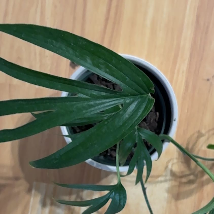 Photo of the plant species zippelianum by @ArtisanPilea named Stella on Greg, the plant care app