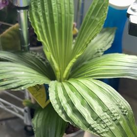 Photo of the plant species Jungle Drum by @ArtisanPilea named Gates on Greg, the plant care app