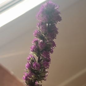 Photo of the plant species Liatris Spicata by @SubstantCooperi named Kobe on Greg, the plant care app