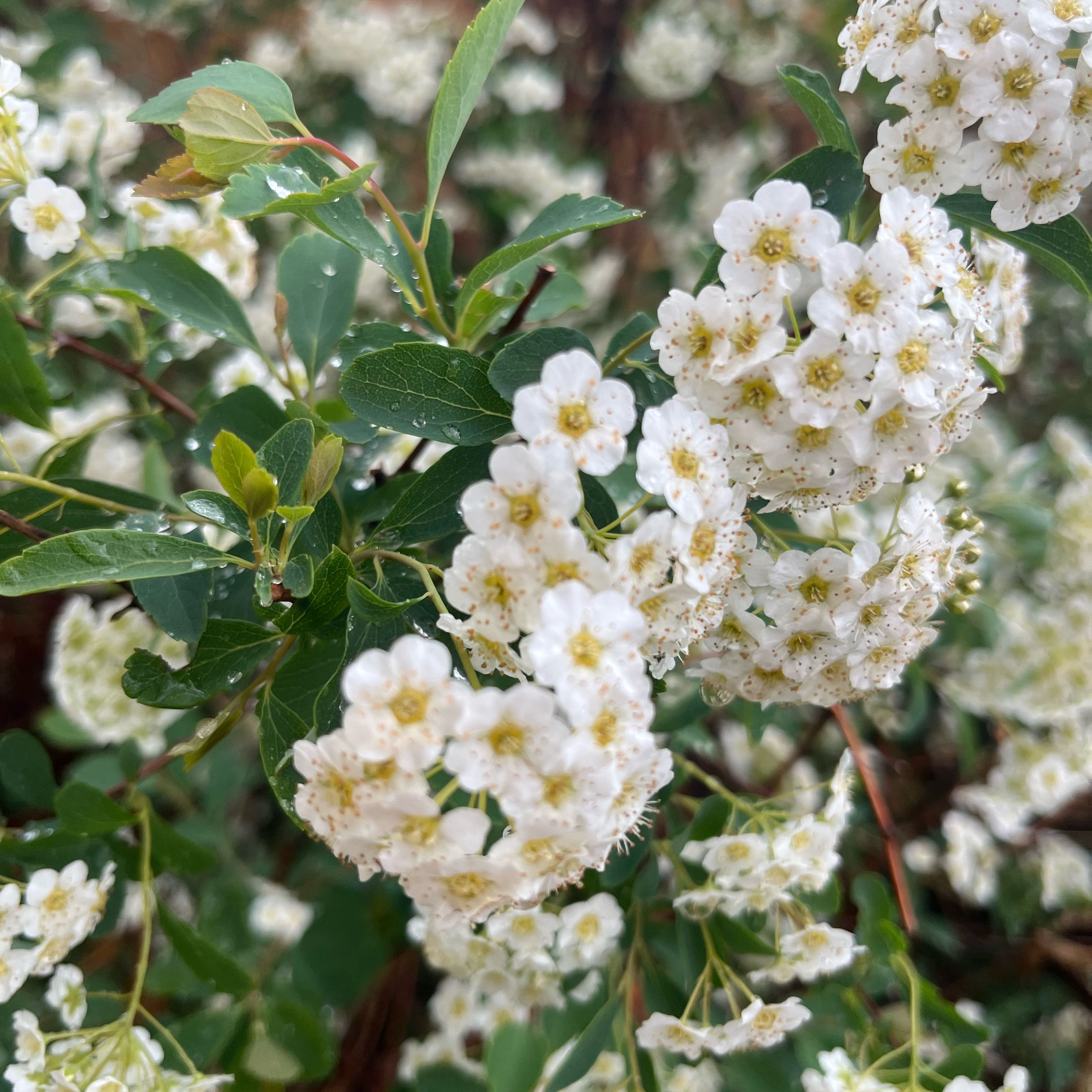 Photo of the plant species Asian Meadowsweet by @SubstantCooperi named Marilyn on Greg, the plant care app