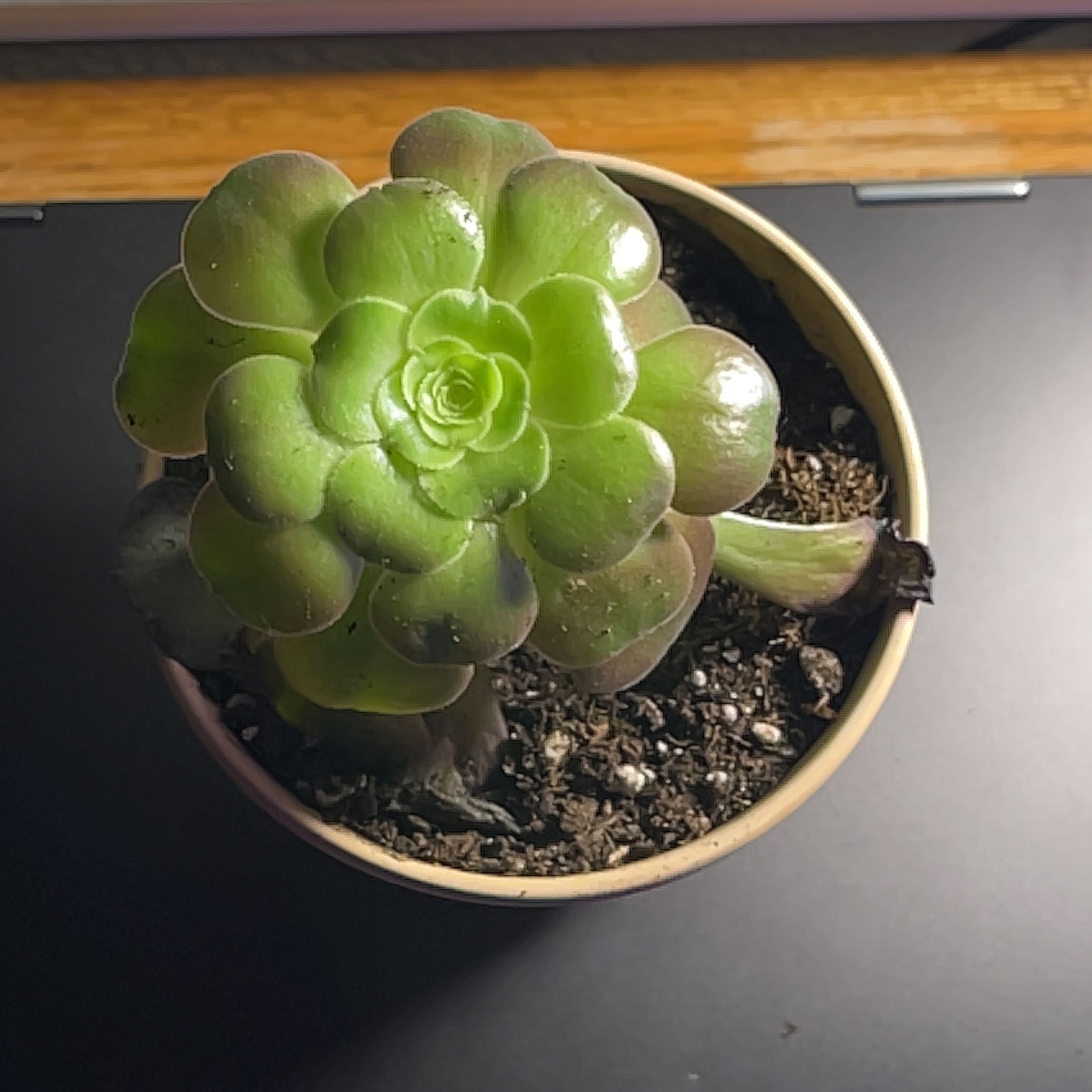 Photo of the plant species Velour Tree Aeonium by @MasterlyPapaya named Rosa on Greg, the plant care app