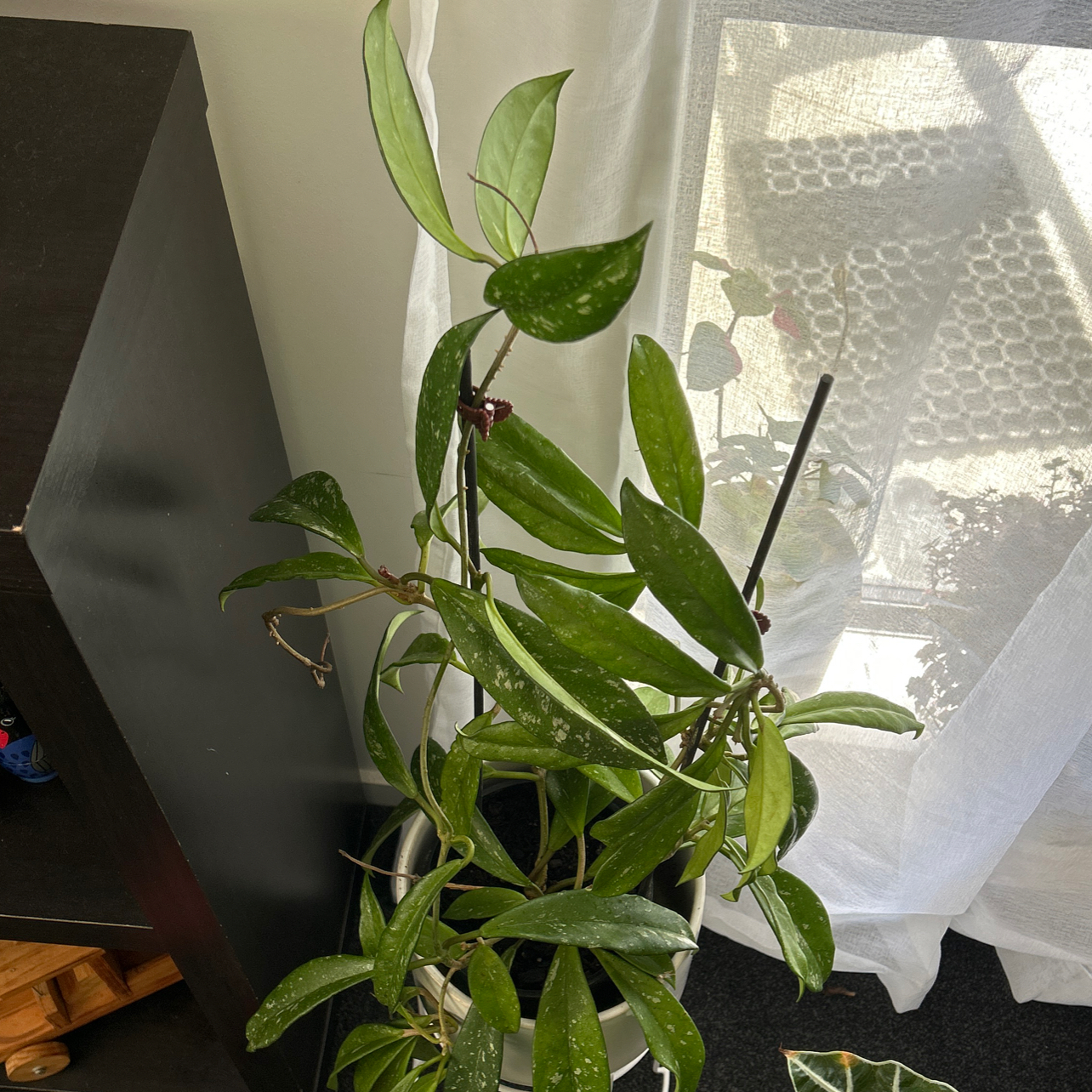 Photo of the plant species Hoya Red Buttons by @MegGreenFinger named Lebron on Greg, the plant care app